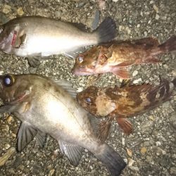 ロックフィッシュゲーム